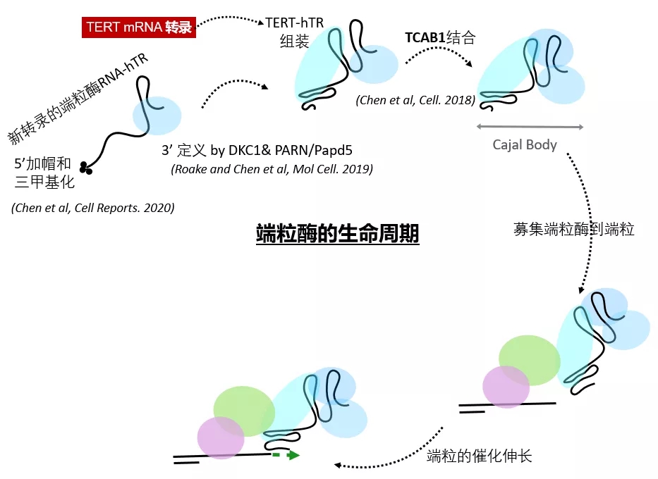 新澳网2024官方网站
